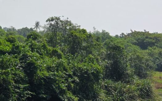 Katunayake – 40-Acre Exclusive Island Property for Sale – Rs 95,000 Per Perch (Negotiable)