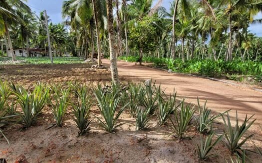 Katunayake – Exclusive 8-Acre Coconut Estate with Private Villa for Rs 175 Million (Negotiable)